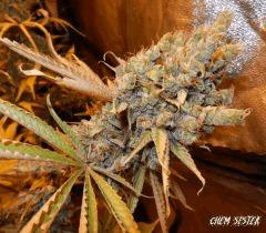 5 chem sister