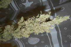 8 amnesia