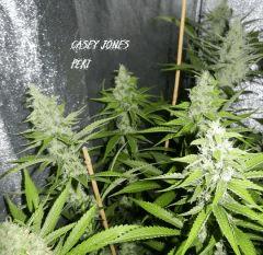 7 casey