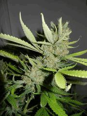 6 c99