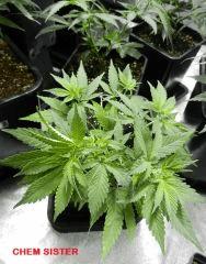 7chem sister