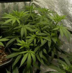 4bbl