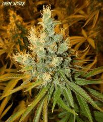 4 chem sister