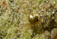 7 trichome geant?