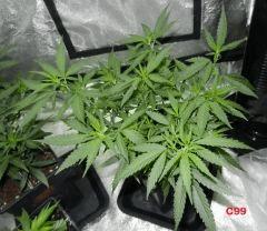 2 c99