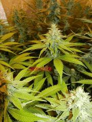 8 chem sister clone élite us