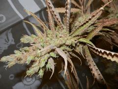 7 amnesia