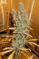 1 casey jones