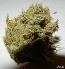 6 amnesia trichome geant??