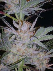 Evil Queen 58j