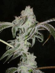 PeyotePurple55j