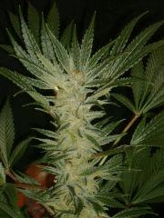 Evil Queen 46j