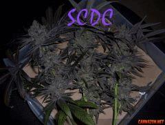 SCDC