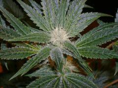 Evil Queen 30j