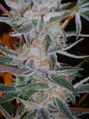 Evil Queen 58j