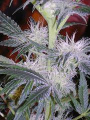 Evil Queen 30j