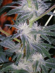 Evil Queen 30j