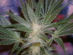 Evil Queen 38j