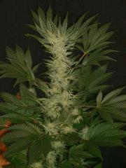 Evil Queen 46j