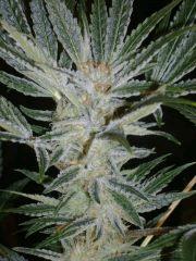Evil Queen 46j