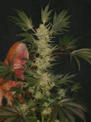 Evil Queen 58j