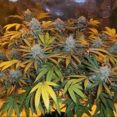 Urkle Queen