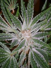 Evil Queen 51j