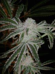 PeyotePurple55j