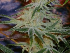 StrawberryFrost55j