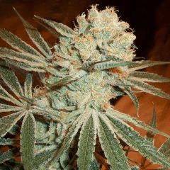 Madd Strawberry Frost
