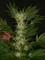 Evil Queen 38j