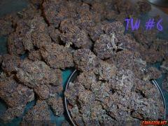Tripoli Wicked