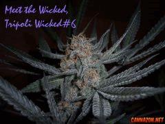 Tripoli Wicked#6