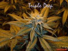 Triple Deep