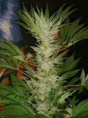 Evil Queen 51j