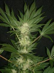 Evil Queen 30j