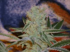 StrawberryFrost55jours