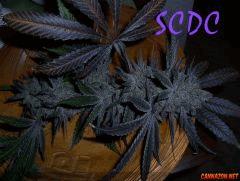 Madd SCDC