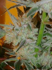Evil Queen 58j