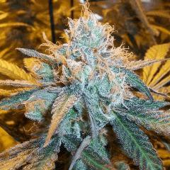 Madd Urkle Queen