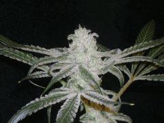 PeyotePurple55jours