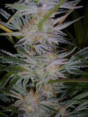 Evil Queen 51j