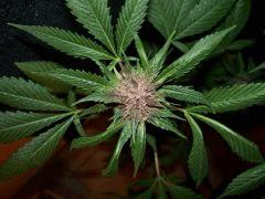 BlackRose37j