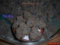 Madd Tripoli Wicked#6