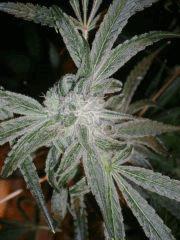PeyotePurple55j