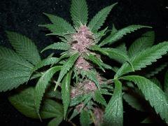 BlackRose37jours