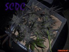 SCDC