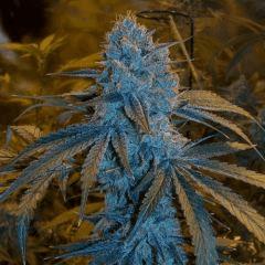 Strawberry Frost
