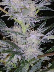 Evil Queen 46j
