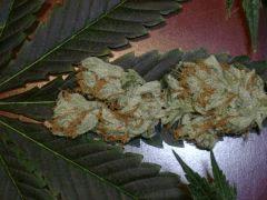 Evil Queen 60j